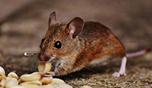 24 Hour & Emergency Exterminators in Dalton, NE